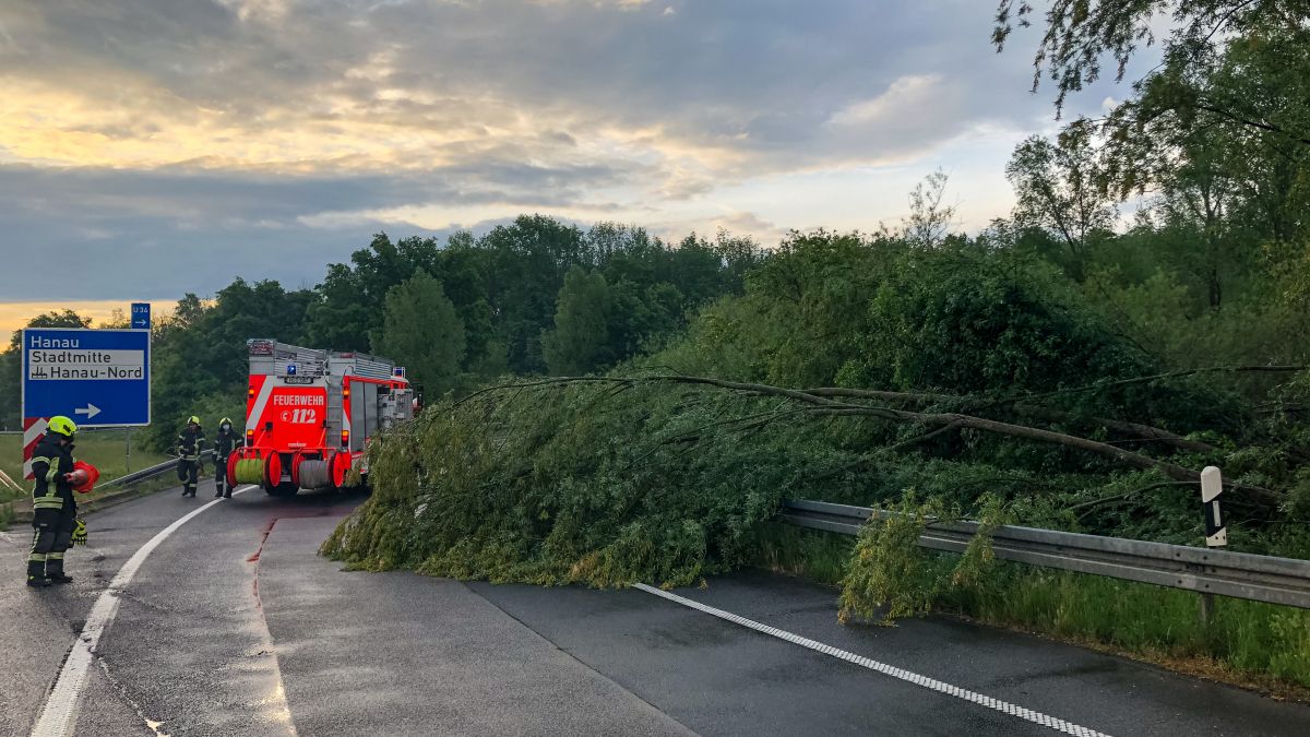 Baum auf Straße