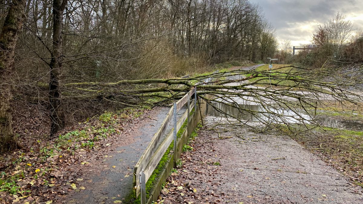 Baum auf Straße