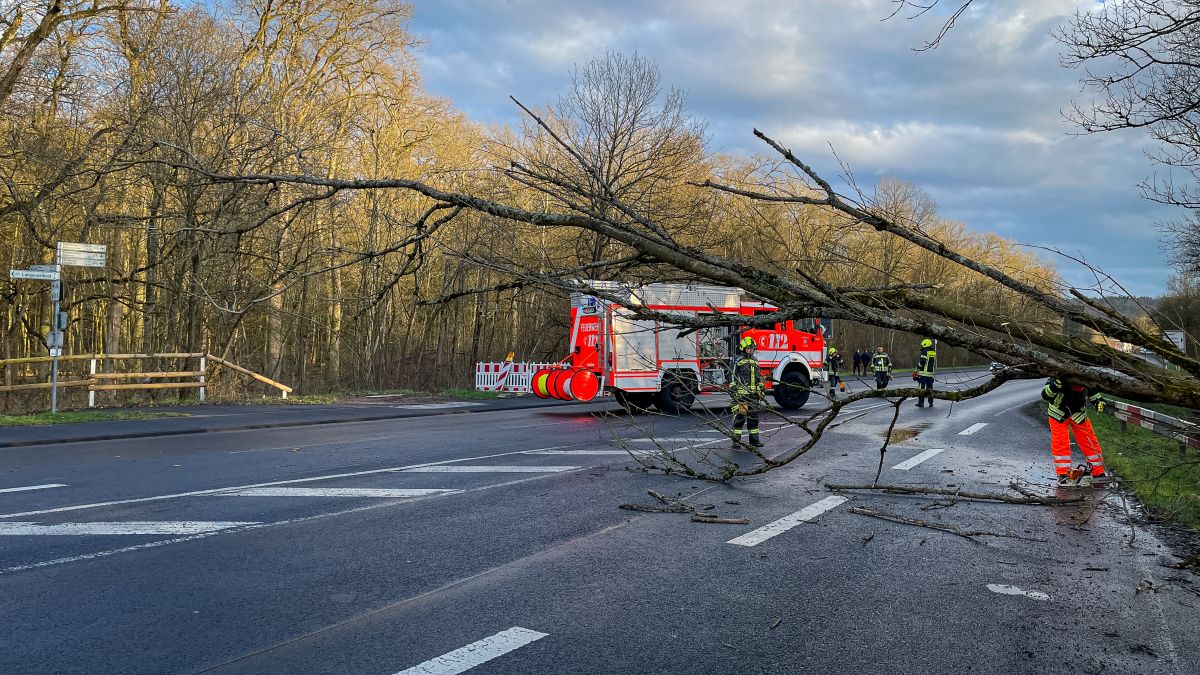 Baum auf Straße