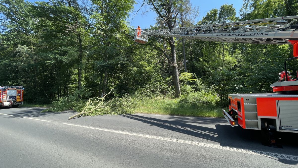 Baum auf Straße