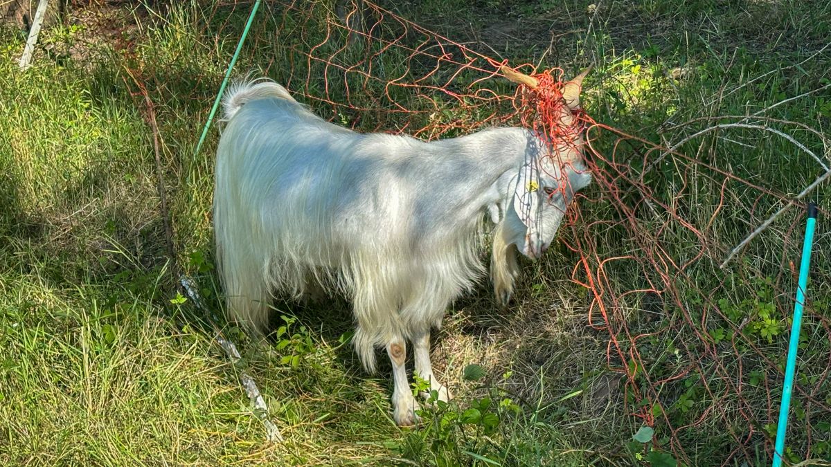 Tierrettung