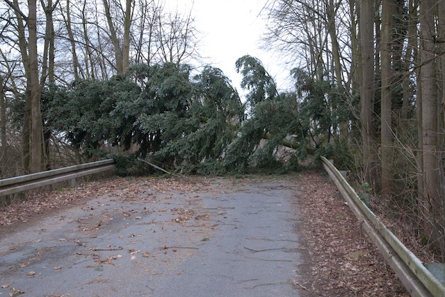 Baum auf Straße