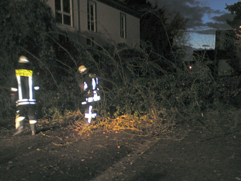 Baum auf Straße